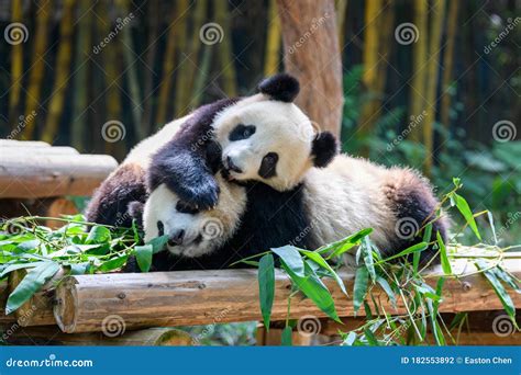 Two Cute Giant Pandas Playing Together Stock Photo - Image of outdoors, protection: 182553892