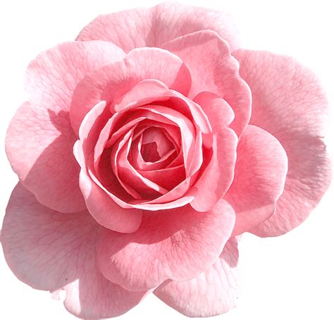 Пин от пользователя Leslie Garcia на доске Rosabella Inspirations | Цветы, Винтажные розы ...