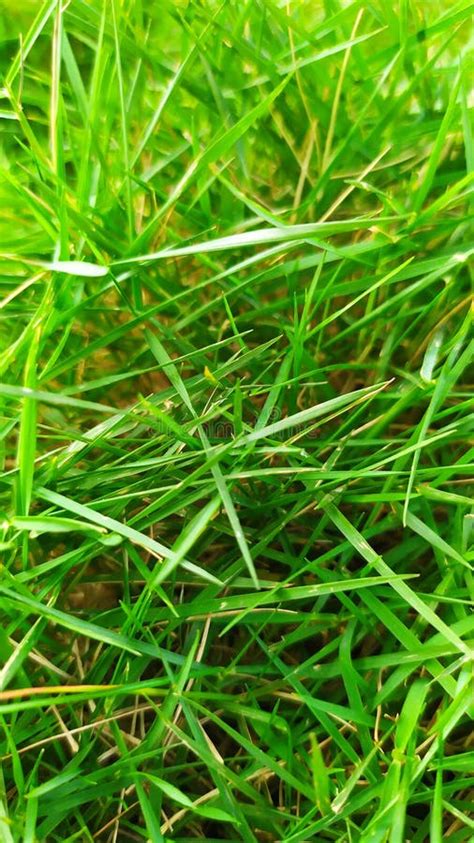 Aesthetic Macro Photography of Green Grass in the Yard during the Dry Season Stock Image - Image ...