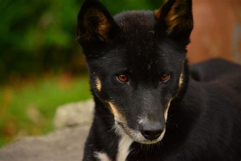 Black dingo | Animals beautiful, Animals, Dingo