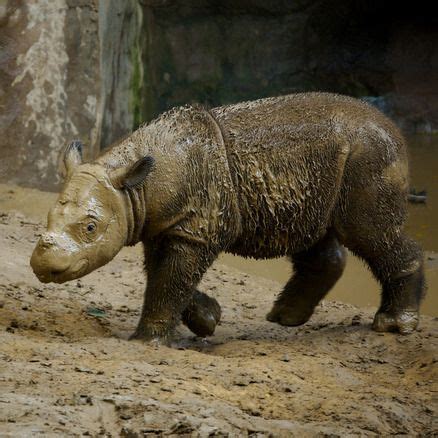 Baby rhino from the Cincinnati Zoo and Botanical Gardens | Zoo babies, Baby animals, Baby rhino