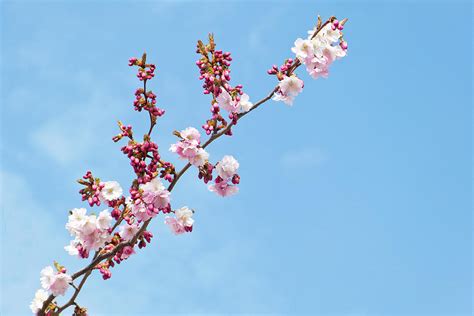 Cherry Blossom And Blue Sky Photograph by Brittak - Fine Art America