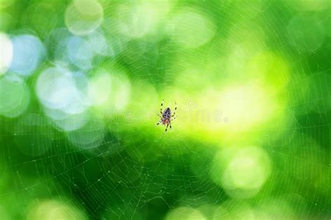 Spider web stock photo. Image of pattern, texture, closeup - 33646998