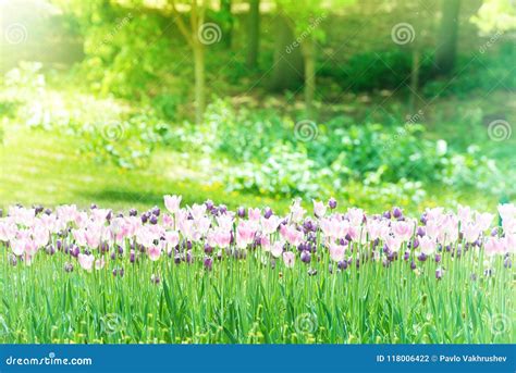 Beautiful tulips garden stock photo. Image of fresh - 118006422