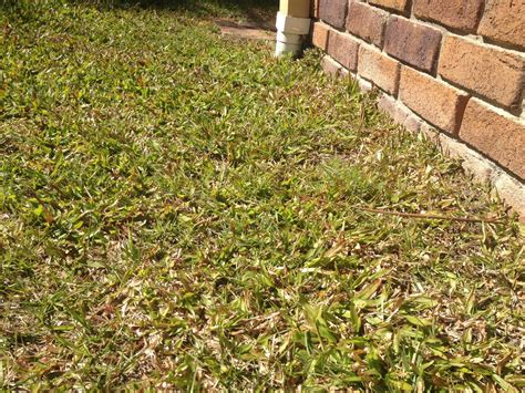 identification - Help me kill this grass - Gardening & Landscaping Stack Exchange