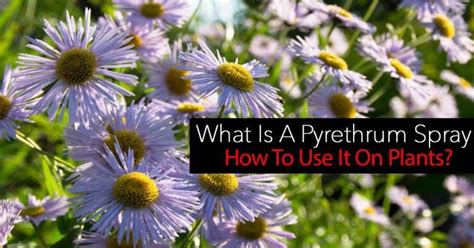 What Is A Pyrethrum Spray And How To Use It On Plants?