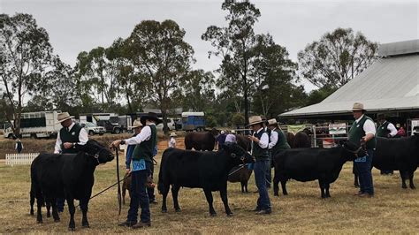 30th annual Dexter Cattle Breed Show at Nanango Show | The Courier Mail