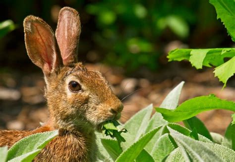 Hungry herbivores can help halt biodiversity loss | Imperial News | Imperial College London