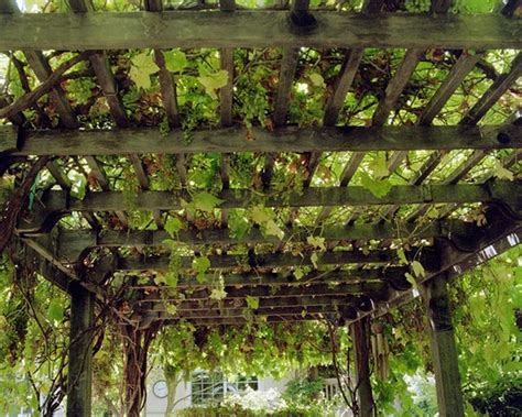 Pruning Grape Vines On Pergola