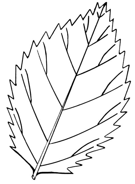 12 Vector Leaf Coloring Pages Adult Images - Leaf Coloring Pages ...