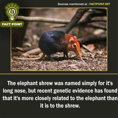 Pin by Narindar Naswa on Durlabh Jeev | Elephant shrew, Facts, Elephant