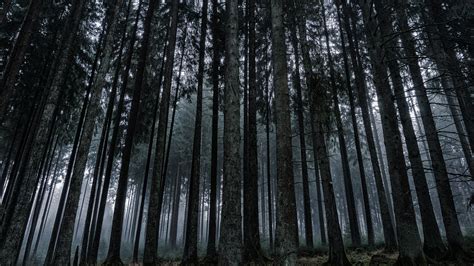 Dark Forest Wallpaper - iPhone, Android & Desktop Backgrounds