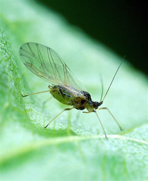 Aphids | Wisconsin Vegetable Entomology