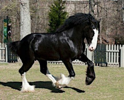 Jigsaw Puzzle | Black Clydesdale horse | 12 pieces | Jigidi