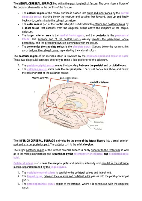 SOLUTION: HEMISPHERES, TELENCEPHALON, LOBES - Studypool