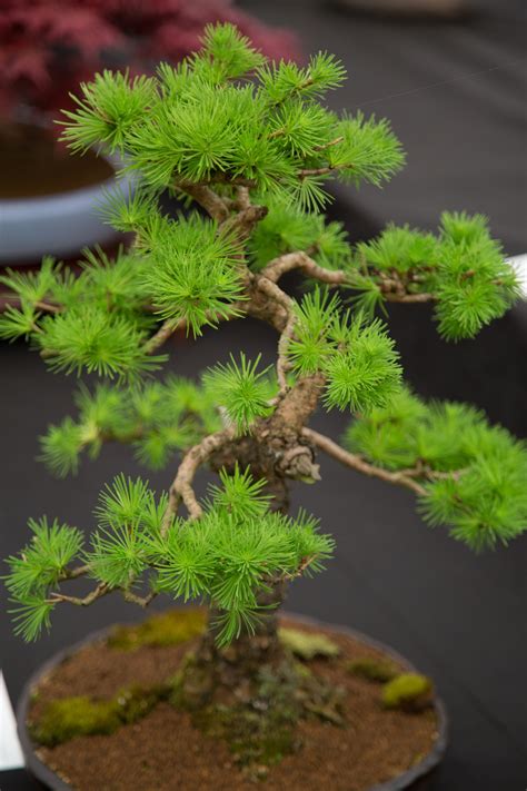 Miniature Japanese Bonsai Tree Free Stock Photo - Public Domain Pictures