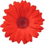 Daisy flower | Free SVG