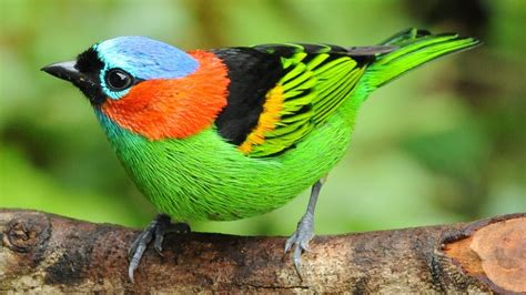 Top 10 Most Colourful Birds in the World - YouTube
