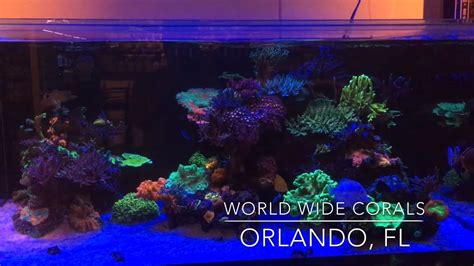 World Wide Corals - Awesome Reef Tank Displays & Coral Farm!! - YouTube