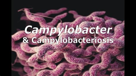 Campylobacter \u0026 Campylobacteriosis | campylobacter คือ – Webgiasi ...