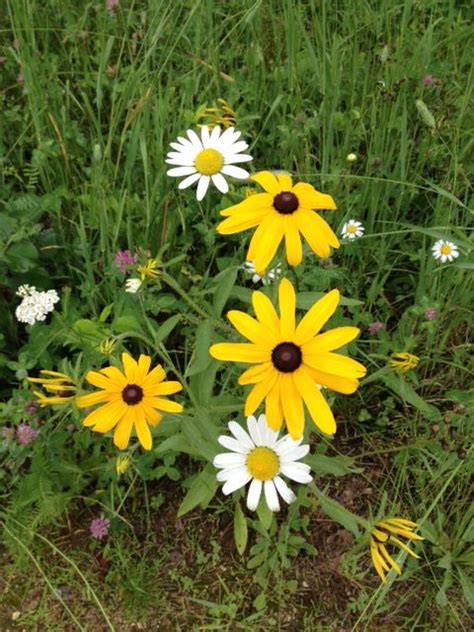 Wildflowers in New Hampshire | Wild flowers, Plants, New hampshire