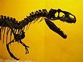 Category:Allosaurus skulls in right lateral aspect - Wikimedia Commons