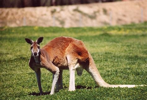 Kangaroo industry - Wikipedia