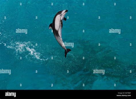 PACIFIC WHITE-SIDED DOLPHIN JUMPING Stock Photo - Alamy