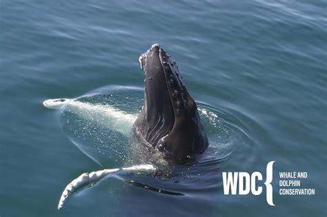 WHALE AND DOLPHIN CONSERVATION -NORTH AMERICA-INC nonprofit in Plymouth ...