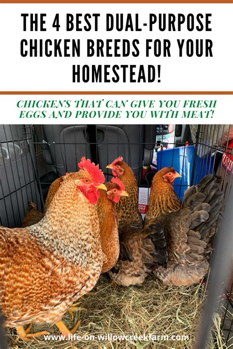 The 4 Best Dual Purpose Chicken Breeds for your Homestead | Little Maiden Farm