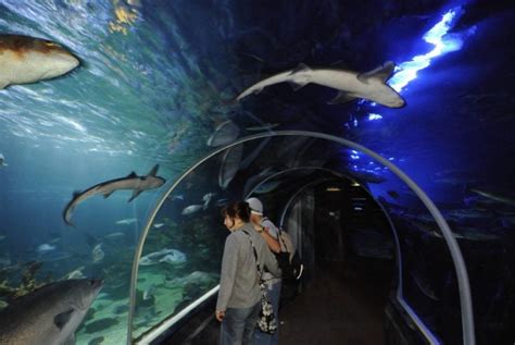 Tierparks und Aquarien in Berlin: Von wilden Tieren und großen Fischen