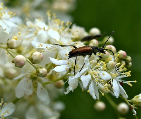 Beetle Flower Flowering - Free photo on Pixabay - Pixabay