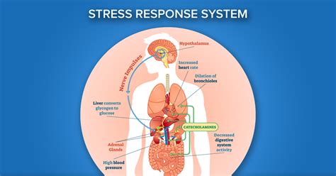 Grace Lavalley on how stress affects the heart | Baystate Health