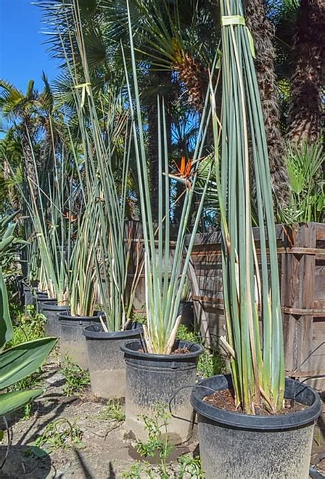 Strelitzia juncea — Leafless Bird of Paradise — @ Sea Crest Nursery