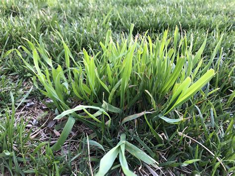 What is this weed/grass mixed in my fescue? So many patches of this ...