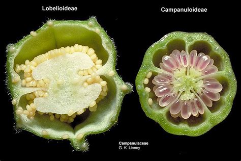 Plant Anatomy: Fruit Cross Section