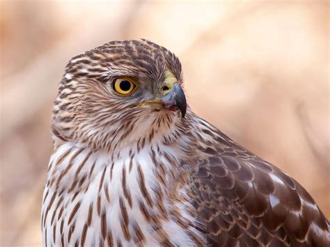 Cooper's Hawk Nesting (All You Need To Know) | Birdfact