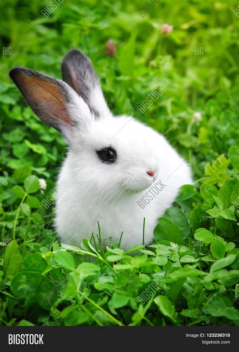 Baby White Rabbit Image & Photo (Free Trial) | Bigstock