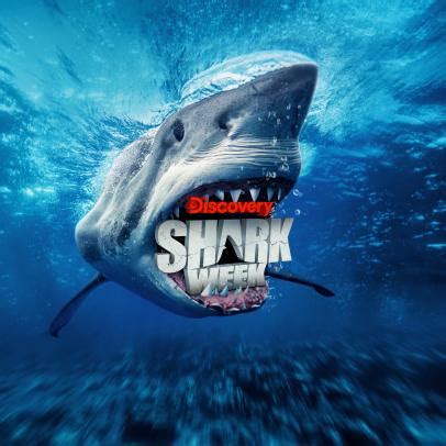 The Latest Shark Week 2022 News on Discovery | Discovery