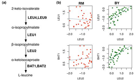 2D mapping in Leucine biosynthesis pathway. (a) Leucine biosynthesis... | Download Scientific ...