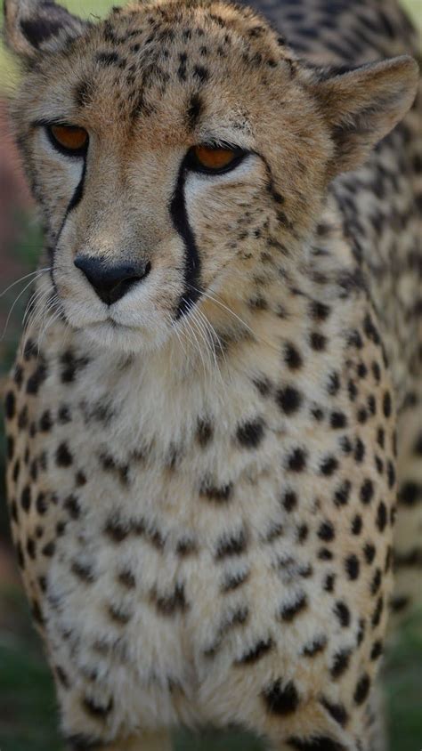 About Wild Animals: A cheetah up close | Animals wild, Cute animal memes, Animals