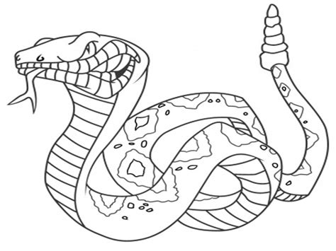 Snake Scales Drawing at GetDrawings | Free download