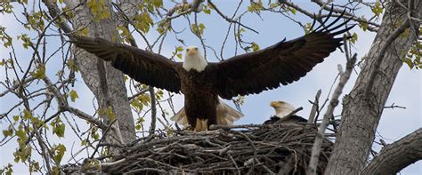 Bald Eagles Nesting - Longs Peak Farms - Berthoud CO