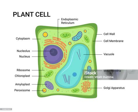 Vector Illustration Of The Plant Cell Anatomy Structure Educational ...