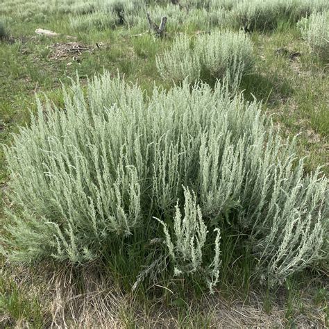 Sagebrush Plant