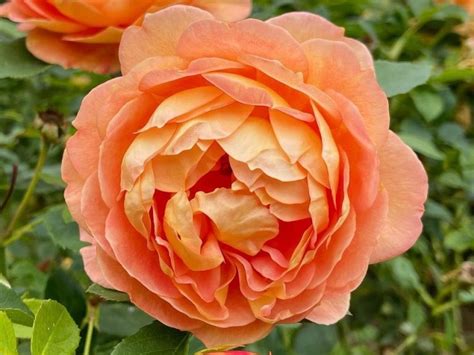 8 Orange Rose Bush Varieties (+Care Tips) - SONG OF ROSES