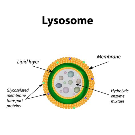 Taliglucerase Alfa Therapy Safe for Some Children with GD