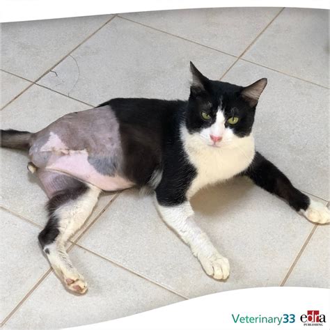 Complications associated with limb amputation in cats: 59 cases | Veterinary 33