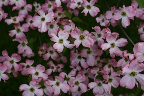 File:Dogwood-tree-spring-flowers - West Virginia - ForestWander.jpg