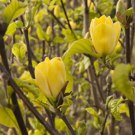 Yellow Bird Magnolia Tree – Green Thumbs Garden